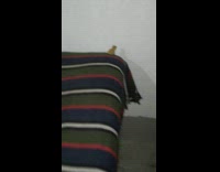 Collab DailyDoseOfInternet - Small frog sticky feet crawl up wall