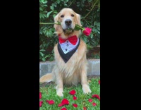 Collab Kale Salad IG - Dog wears tux holds rose in mouth