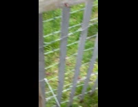 Guy tries to jump over chicken fence
