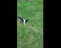 Black and white dog jumps around butterfly 