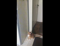 Cat jumps up at magnets on refrigerator 