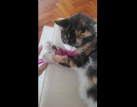 Cat Holds and Plays with Hair Comb