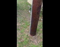 Orange cat sleep between plants wake up