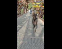 Black dog walking on a windy bridge with fabric tied to the bridge 
