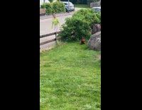 Chicken run and approach woman on street