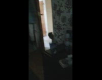 Black dog waits at cracked open door