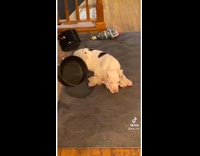 Mom tries to wake sleeping puppy fail