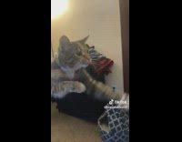 Grey white cat pretending to swim in air held up