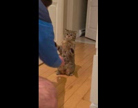 Pet cat plays with owners punches