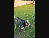 Dog howls while woman sings happy birthday 