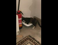 Pet Cat sweeps back sand from litterbox