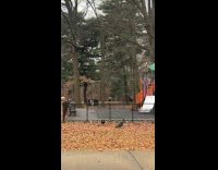 Collab WINY - Group of turkeys stay at the playground