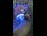 Kitten cat paw under pink UV light 