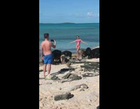 Woman in pink bikini poses with pigs and chickens