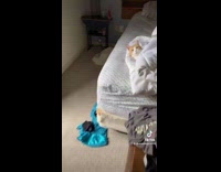 Cat inside of blanket on bed gives big stretch and yawn