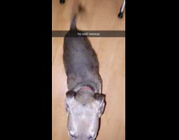 Black dog looking up at cameraman wagging tail