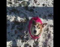 dog in pink jacket jumping up and down