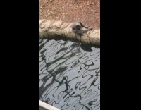 Monkey try to get cheeseball on water