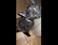 Cat Purrs then Stands Up to Reach Lady