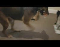 Three legged dog play fetch goldfish toy