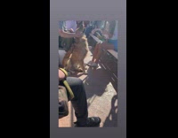 Golden retriever being pet by everyone