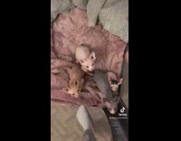 Baby hairless cats in cage hand picks up one of them 