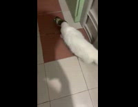 Cat with Can on Head Hits Surfaces