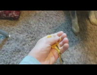 Guy hides yellow toy red blanket dog 