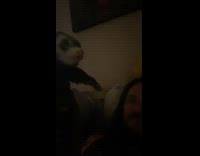 Man wiggling pet ferret