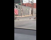 Family of goose cross on the street
