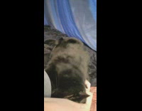 Person petting black cat lay on bed