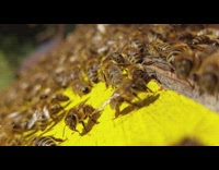 Close up army of bees yellow surface