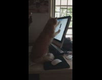 Pet cat repeatedly scratches the computer monitor screen