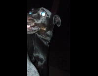 Black dog enjoys scratch from back