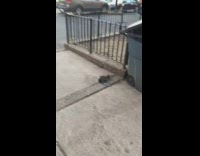 Collab BitchMP - Rat trying to catch pigeon