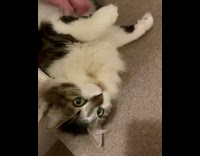 Fluffy cat gets belly rubs next to wall 