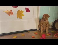 Cat looks up at falling fake leaves 