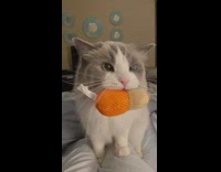 Cat holding orange toy in mouth meows 
