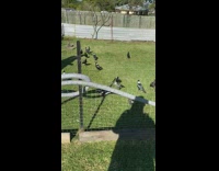 Collab DailyDoseOfInternet - Flock of magpie inside a the fence at the backyard part 1