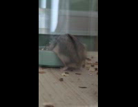 Busy eating hamster shows off cute tail