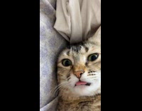 Cat sleeps with tip of tongue out