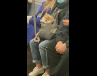 Woman has small dog that looks like bear in bag on the train
