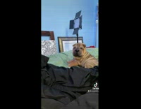 Guy shows off his 3 dogs in his bed 