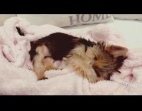 Small brown dog lays on pink blanket 
