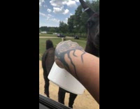 Black llama called ugly walks away at safari 