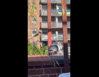 Submitter films two pigeons on beak fight 