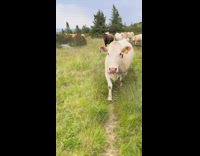 Herd of cows chase guy on field
