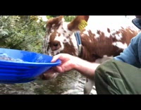 Cow approached the man that washes gold