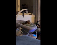 Cat sitting on baby swing 