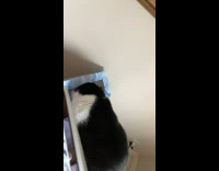 Cat gets head stuck inside tissue box